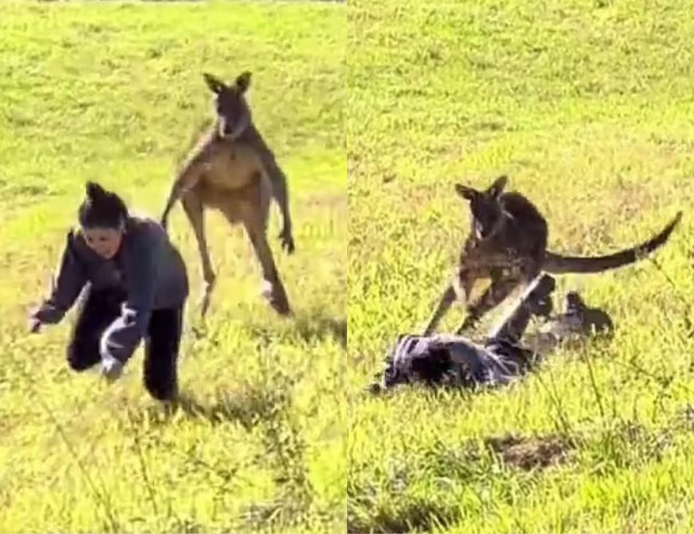 Momentul terifiant în care o femeie este urmărită și atacată de un cangur sălbatic/ Captură video