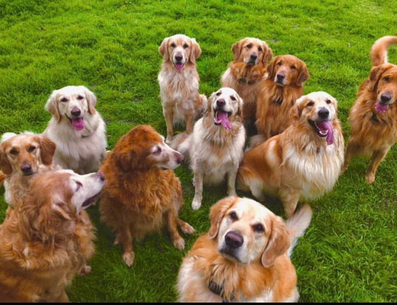 Un bărbat care locuiește cu 13 câini din rasa Golden Retriever se declară un om fericit/ Foto: Instagram