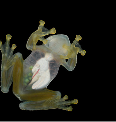 Dusty,Glass,Frog,With,Eggs,In,Belly,Bottom,View,Black