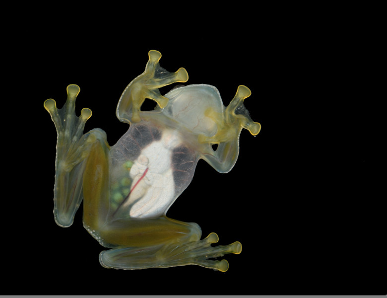 Dusty,Glass,Frog,With,Eggs,In,Belly,Bottom,View,Black