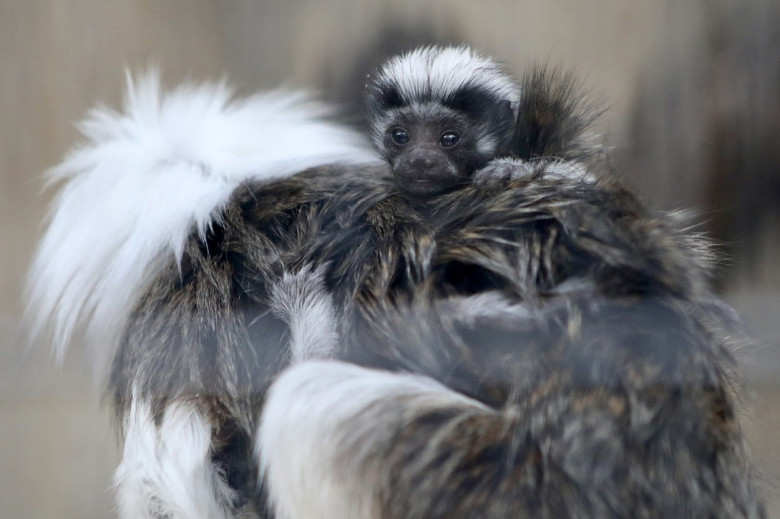 Imagini rare cu două maimuțe din specia Tamarin/ Profimedia