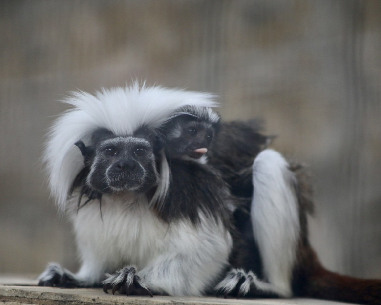 Imagini rare cu două maimuțe din specia Tamarin/ Profimedia