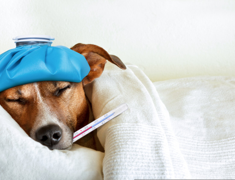 Ce este gripa canină și cum pot preveni proprietarii îmbolnăvirea animalelor/ Shutterstock