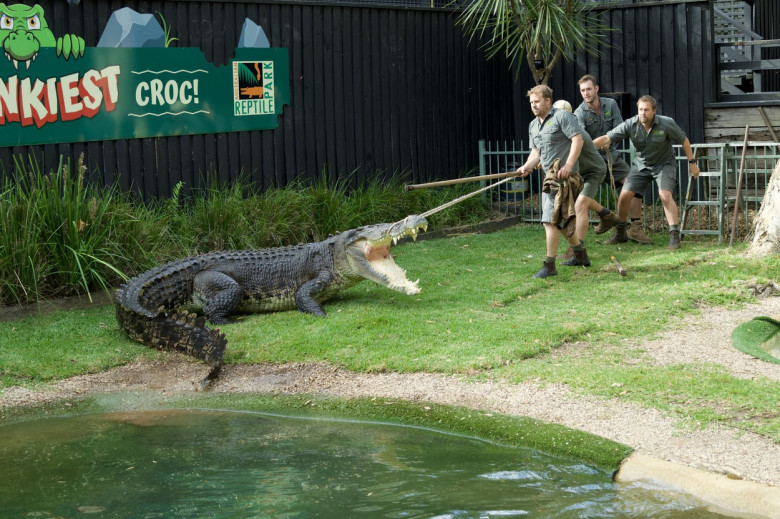 Un crocodil a avut nevoie de o extracție dentară/ Profimedia