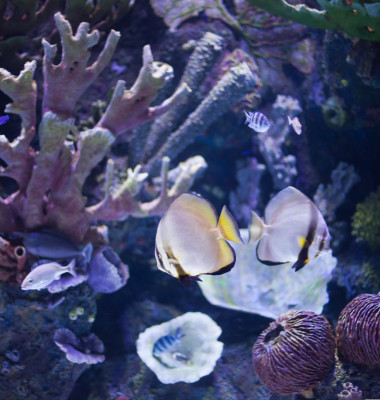 Tropical,Sea,Fish,In,Aquarium