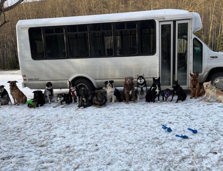 Un autobuz pentru câini din Alaska face furori pe internet/ Foto: Instagram