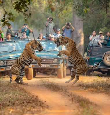 Momentul uimitor când doi tigri se luptă în sălbăticie/ Profimedia