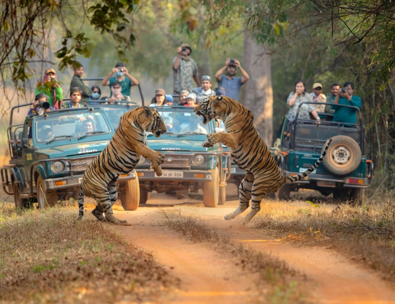 Momentul uimitor când doi tigri se luptă în sălbăticie/ Profimedia