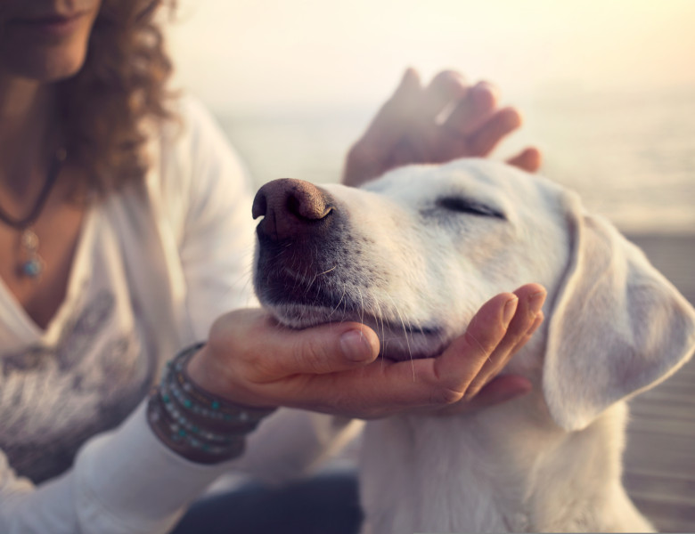 Un test ADN poate identifica vârsta reală a câinilor/ Shutterstock