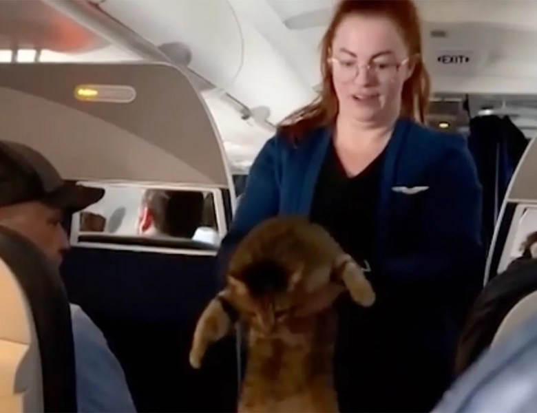 Panică într-un avion, după ce o pisică a scăpat din cușca de transport/ Captură video