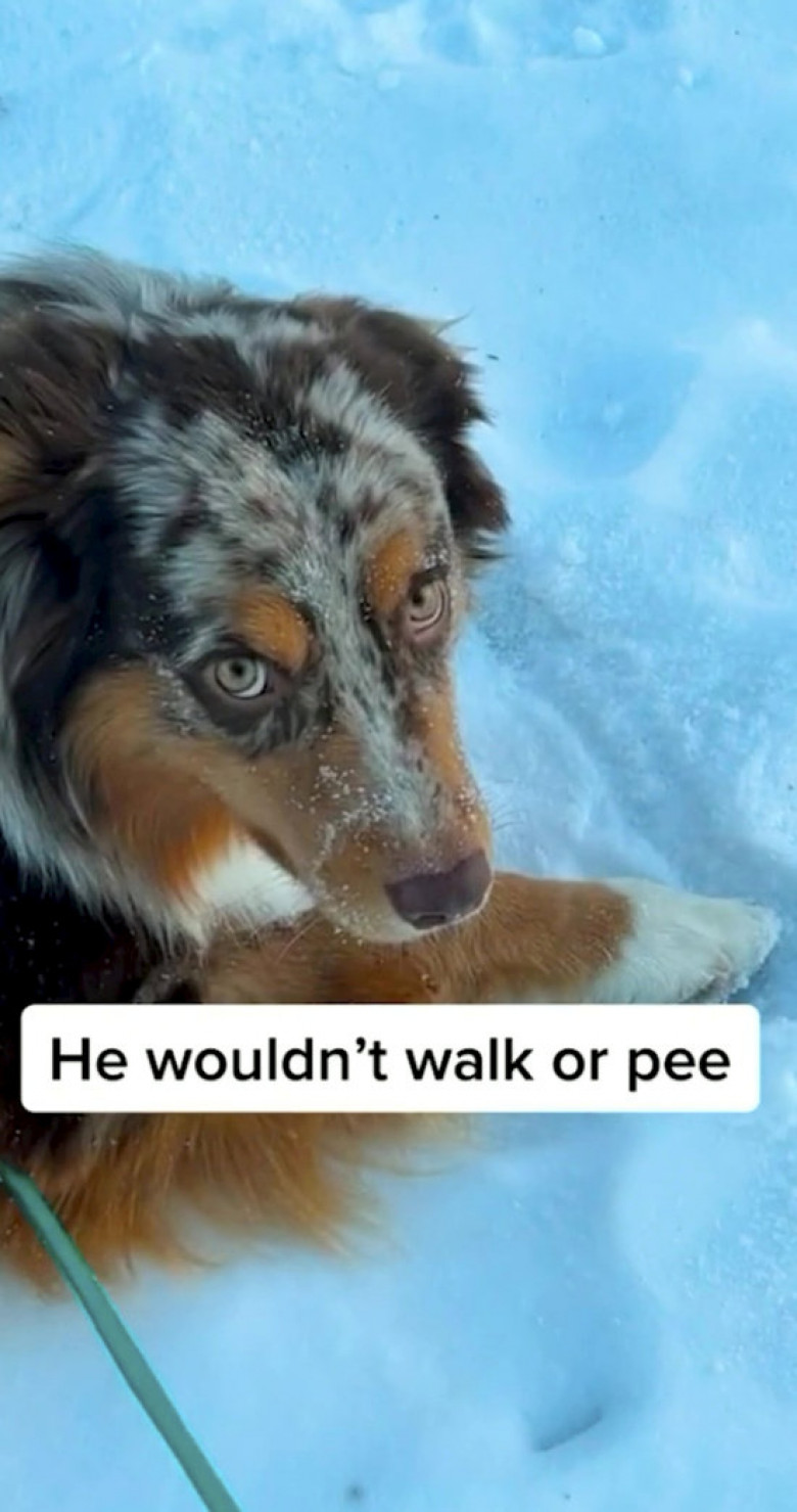 Reacția hilară a unui câine după ce a fost sterilizat/ Profimedia