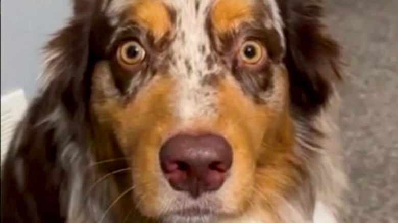 Reacția hilară a unui câine după ce a fost sterilizat/ Profimedia
