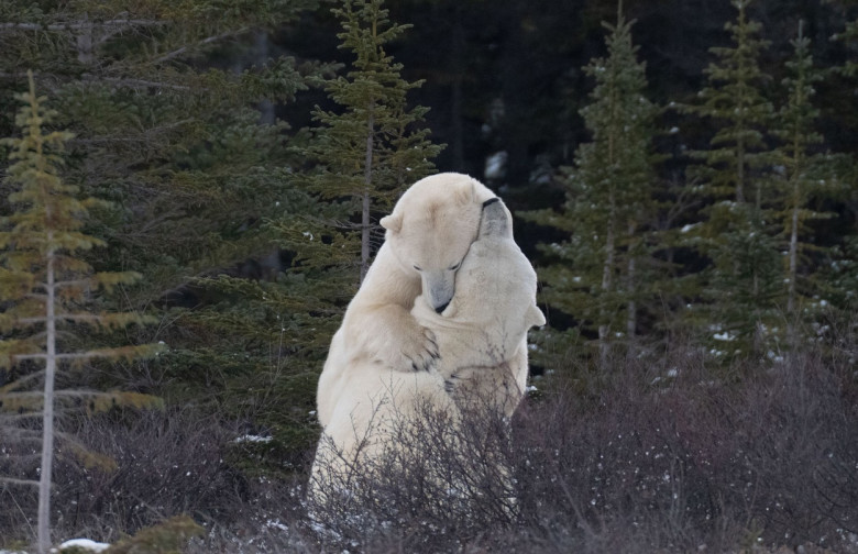 Dans al dragostei sau luptă aprigă! Imaginile cu doi urși polari au făcut furori pe rețelele sociale