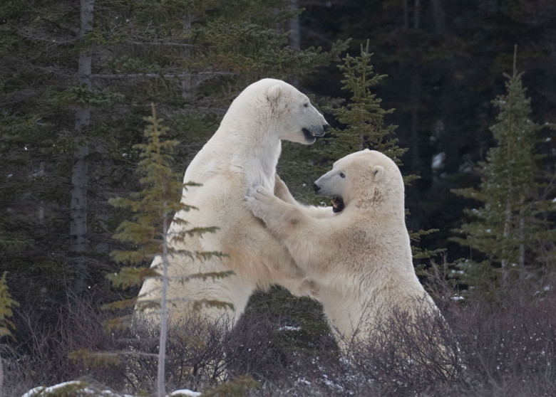 Dans al dragostei sau luptă aprigă! Imaginile cu doi urși polari au făcut furori pe rețelele sociale