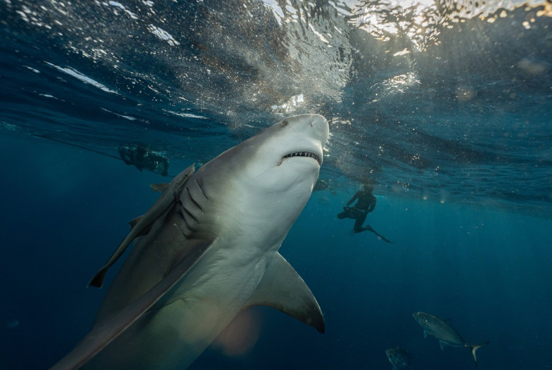 Momentul uimitor când doi rechini se ciocnesc sub apă/ Profimedia