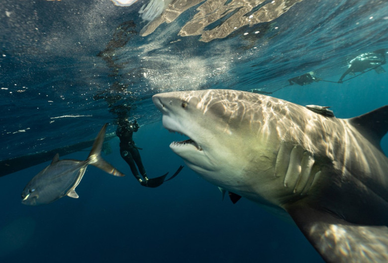 Momentul uimitor când doi rechini se ciocnesc sub apă/ Profimedia