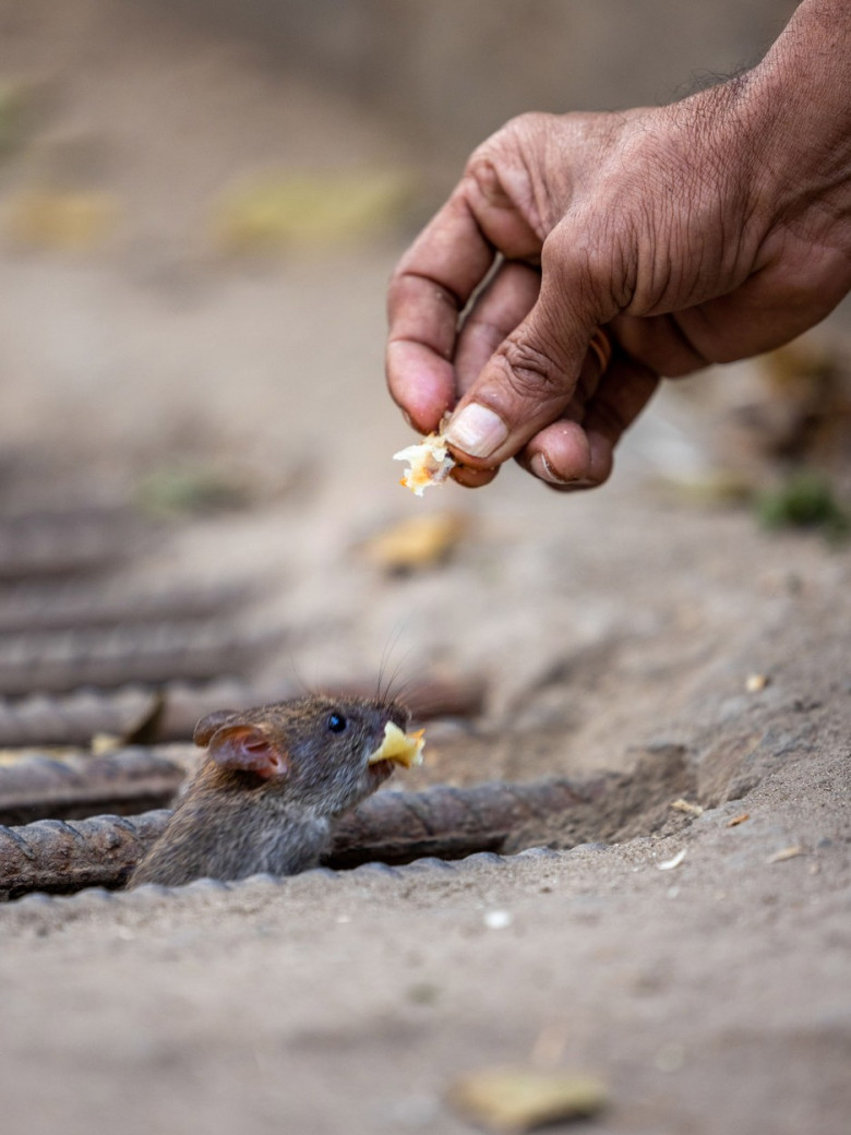 Un bărbat hrănește zilnic șobolanii din orașul său/ Profimedia