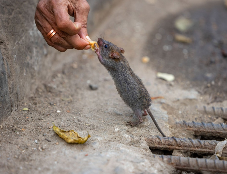 Un bărbat hrănește zilnic șobolanii din orașul său/ Profimedia