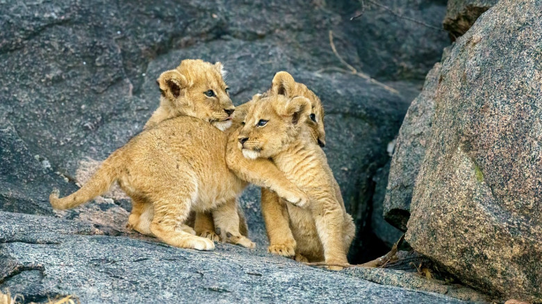 Cum au fost surprinși niște pui de leu în habitatul lor natural