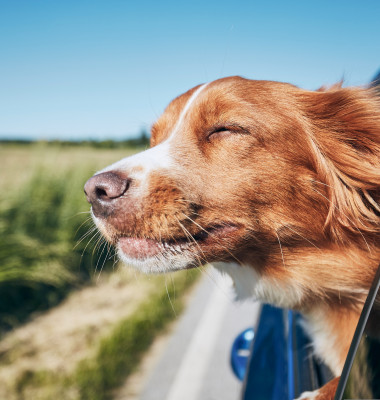 Câinii își aleg locul și momentul exact în care vor muri/ Shutterstock