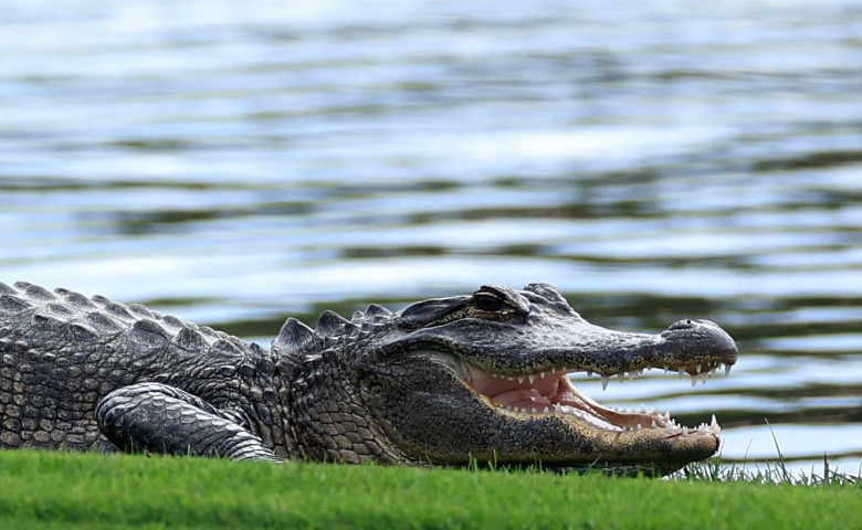 crocodil