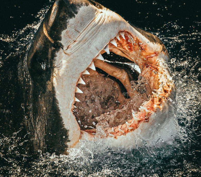Cum arată un rechin înainte să-și atace prada/ Profimedia