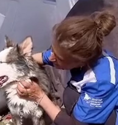 Un câine a supraviețuit timp de 22 de zile sub dărâmăturile produse de cutremurul din Turcia/ Captură video Youtube