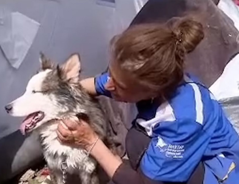 Un câine a supraviețuit timp de 22 de zile sub dărâmăturile produse de cutremurul din Turcia/ Captură video Youtube