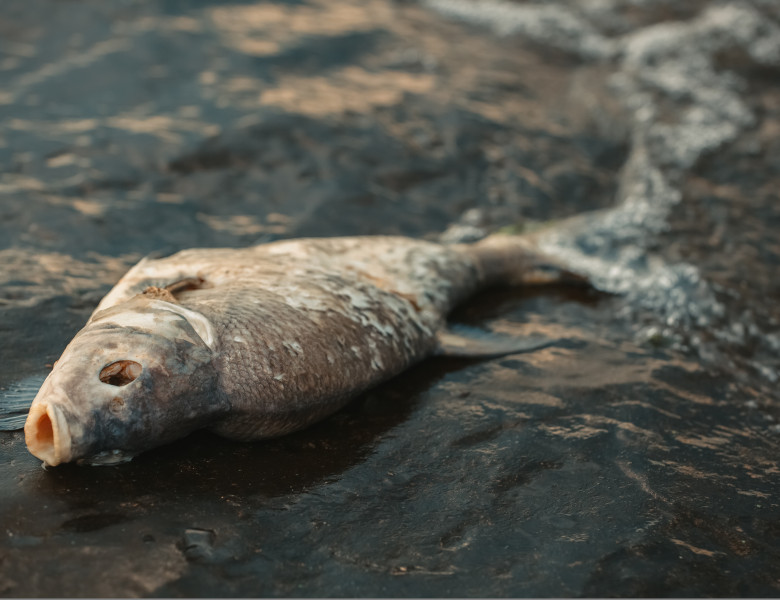 Moartea în masă a peştilor din fluviul Oder/ Shutterstock