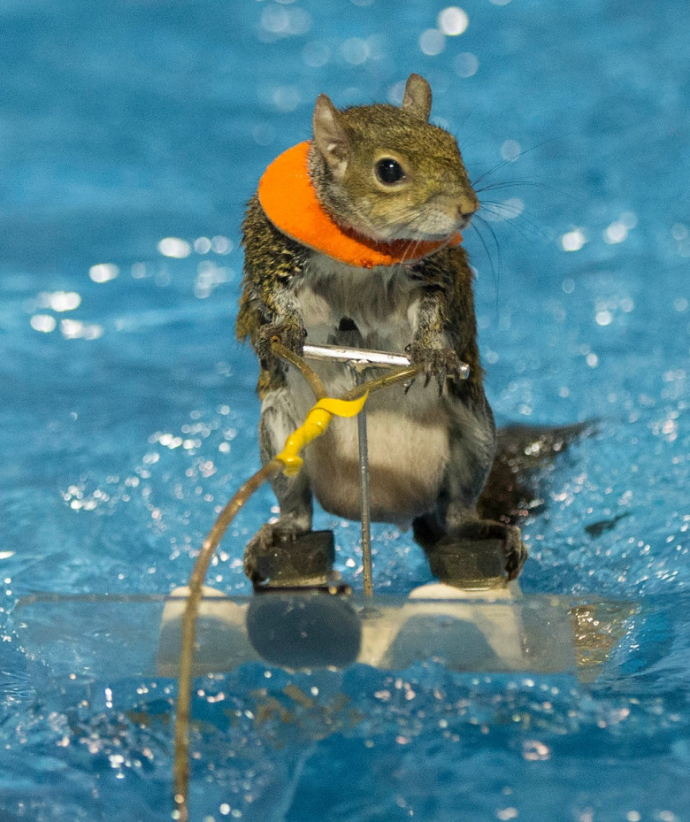 CANADA-TORONTO-SKIING SQUIRREL