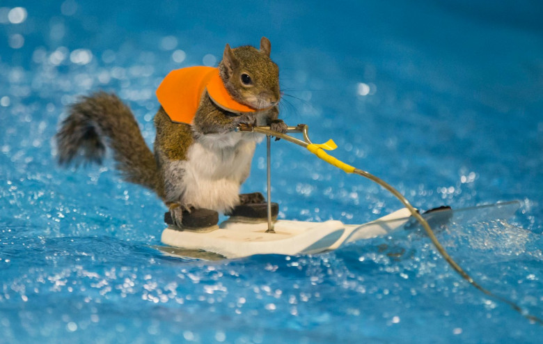 CANADA-TORONTO-SKIING SQUIRREL