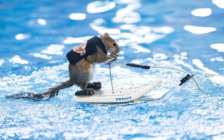 CANADA-TORONTO-WATER SKIING-SQUIRREL