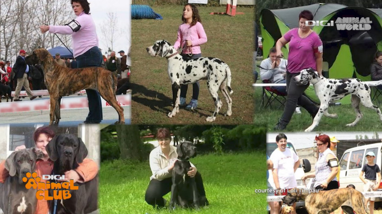 Mâine, la Digi Animal Club, vorbim despre o rasă de câini care iese mereu în evidență, cunoscută sub numele de „Apollo al raselor canine” (8)