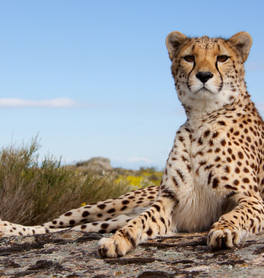 Lieing,Cheetah