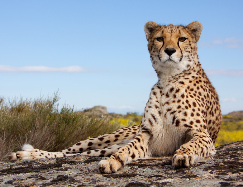 Lieing,Cheetah