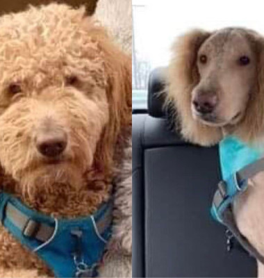Reacția unei femei când și-a luat animalul de companie de la salon/ Reddit