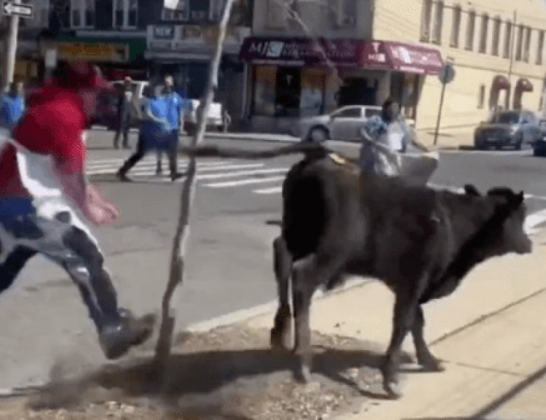 Momentul când o vacă evadează dintr-un abator și aleargă pe străzile din Brooklyn/ Captură video Twitter