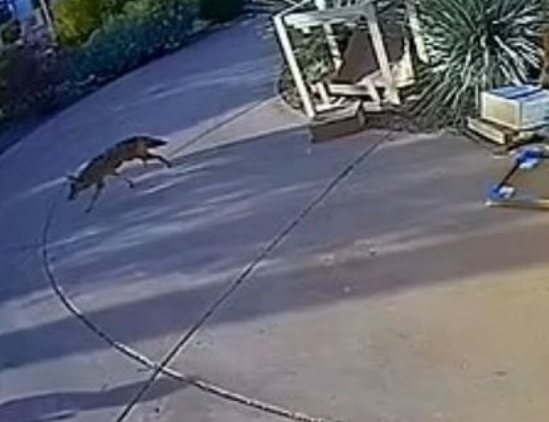 Momentul șocant când un coiot atacă un copil în plină zi/ Captură video