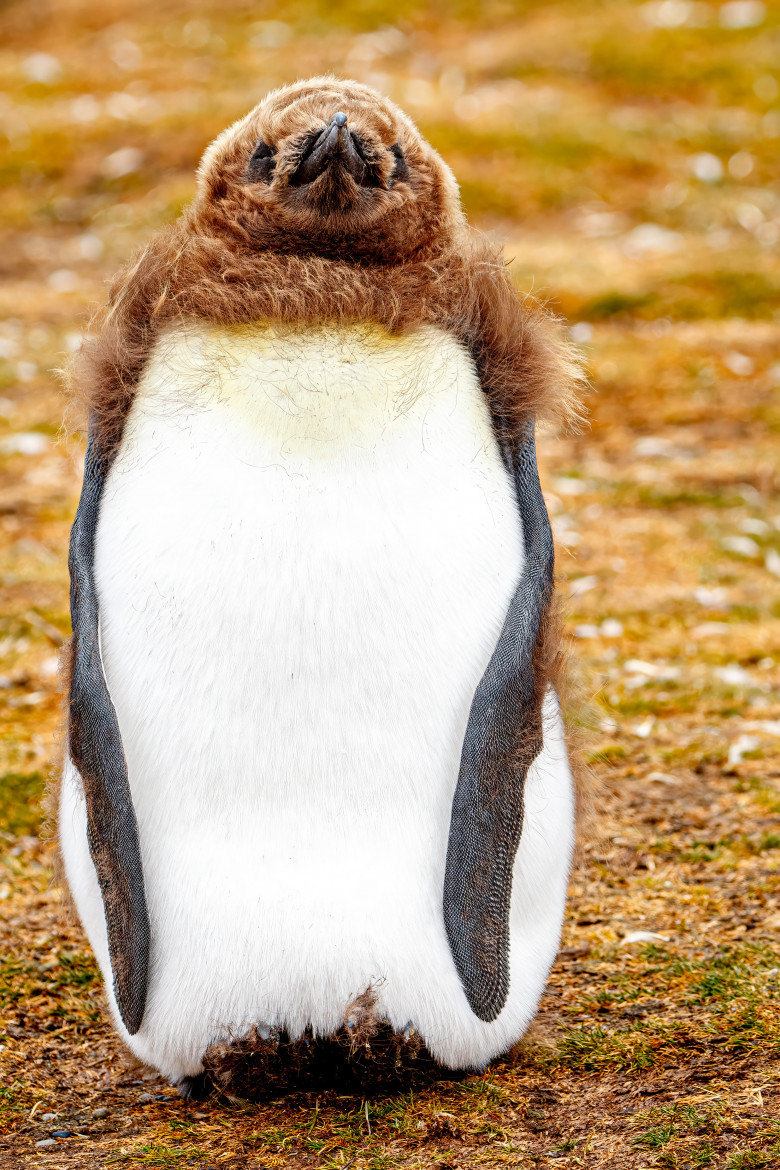 Cum arată pinguinii atunci când năpârlesc/ Profimedia