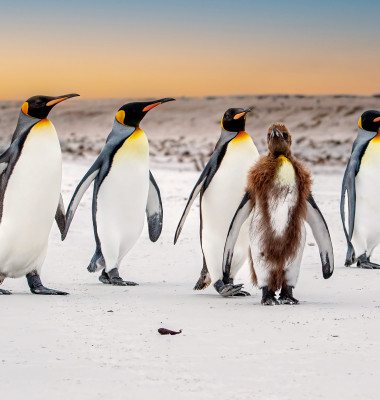 Cum arată pinguinii atunci când năpârlesc/ Profimedia