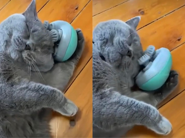 Imagini virale cu o pisică care descoperă un aparat de masaj/ Foto: Captură video