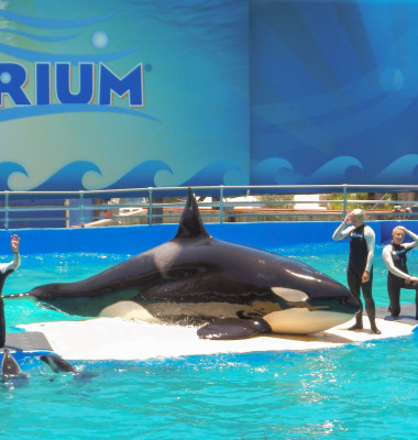 Lolita the Orca to be freed after 53 years in captivity in Seaquarium - Miami