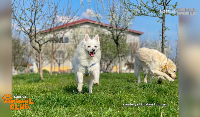 Sâmbătă, la Digi Animal Club, află totul despre anxietatea de separare de la Cristina Tutunaru, pet sitter profesionist