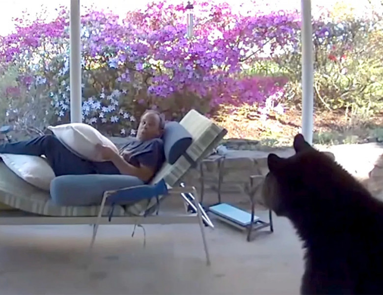 Momentul când un urs apare pe terasa unei case, în timp ce un bărbat se relaxa pe șezlong/ Captură video