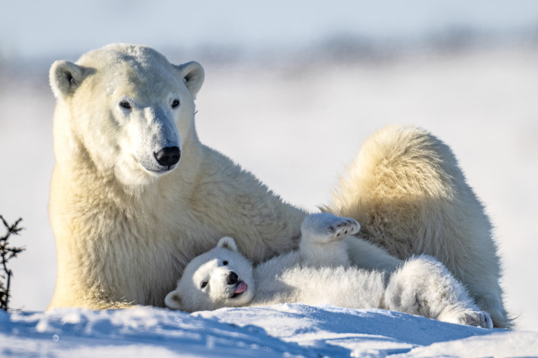 Reacția unui urs polar când vede un fotograf/ Profimedia
