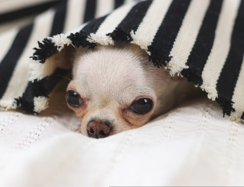 Chihuahua,Dog,Doesn't,Want,To,Wake,Up,In,Cold,Day