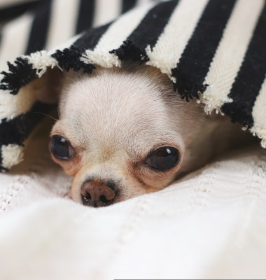 Chihuahua,Dog,Doesn't,Want,To,Wake,Up,In,Cold,Day