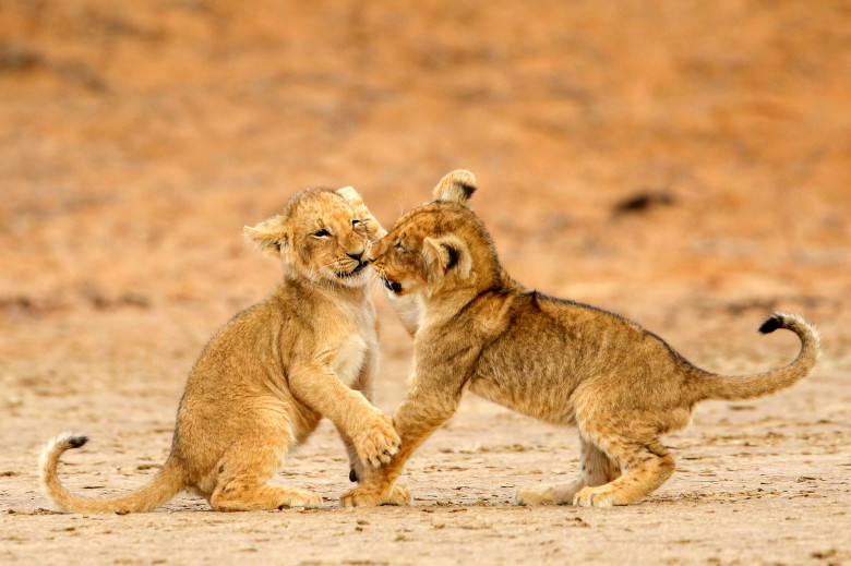 Imagini adorabile cu doi pui de lei care se joacă/ Profimedia