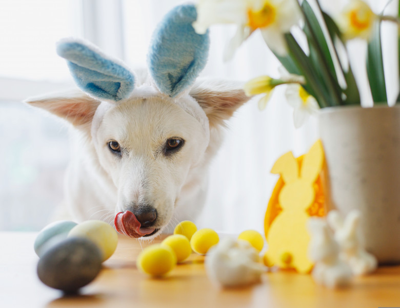 La ce trebuie să fie atenți proprietarii de animale de companie în perioada Paștelui/ Shutterstock