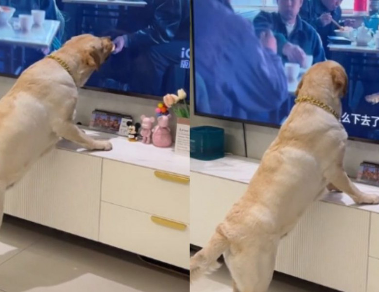 Momentul când un câine linge ecranul televizorului, crezând că mâncarea este reală/ Foto: TikTok